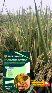 Benih padi unggul hibrida Thailand jumbo ( PROMO BELI PAKET 5KG GRATIS 1KG)
