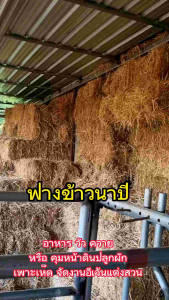 ฟางแห้ง ฟางข้าวก้อนใหญ่ ฟางอัดก้อนพร้อมส่ง ฟางเพาะเห็ด ฟางคูมหน้าดิน - 5 ปริมาณ
