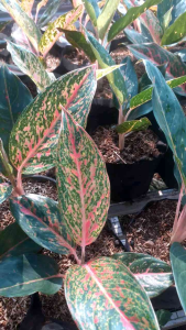 Tanaman hias aglonema red wijaya