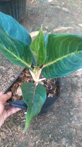 Tanaman hias aglonema scarlet rose