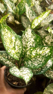 Tanaman hias aglonema dut white cantik