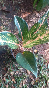 Tanaman Hias Aglonema Gatot Kaca: Tips & Trik