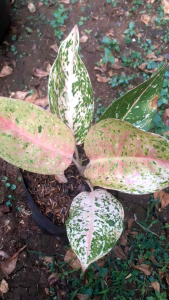 Tanaman Hias Aglonema Bigroy: Tahan Lama & Dekoratif