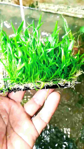 tanaman aquascape carpet lilieopsis media pakis