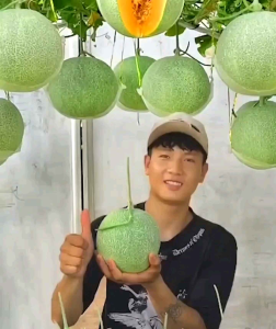 BIJI | BENIH MELON MADU DAGING KUNING