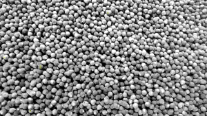 benih|biji okra merah paket (500 butir)