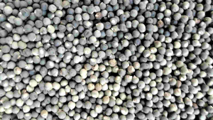 Benih Biji Okra Merah Paket (1000 Butir)