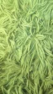 CROCS SHOES CHARM DESIGN HELLO KITTY 6 PCS