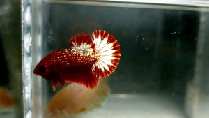 Startail Halfmoon Plakat HMPK Betta Fish / Ikan Laga/ 斗鱼 (Not random fish)8