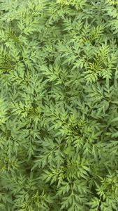 ±200 Biji - Benih Bibit sayuran KENIKIR lokal untuk sayur lalap urap-urap dll bunga ungu