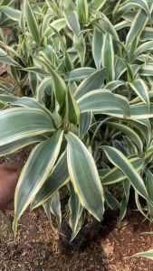 ( BISA COD ) Tanaman Hias Bambu Hoki Variegata / Tanaman Bambu Hoki Variegata / Bambu Hoki Variegata