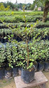 ต้นหูกระจง ต้นแผ่บารมี ต้นไม้มงคล ให้ร่มเงา โตไว