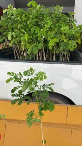 ต้นจามจุรี(ต้นก้ามปู) ปลูกให้ร่มเงา ไม้ยืนต้น ไม้มีค่า ไม้เศรษฐกิจ