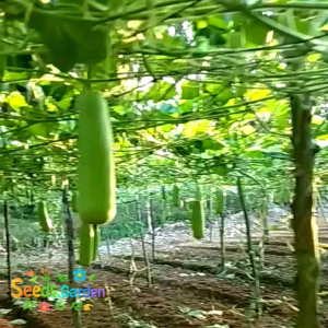 [TERMURAH] BIJI/BENIH TANAMAN LABU AIR MANISA