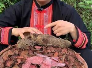 Nhục thung dung ( củ giống)