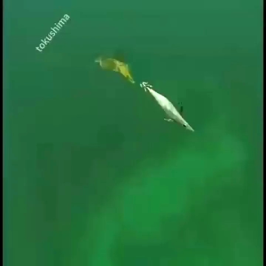 5 warna Umpan Pancing Bercahaya 8cm/10cm/12cm Umpan Pancing Cumi-cumi Bercahaya Umpan Kayu Udang Umpan Cumi-cumi Umpan Pancing