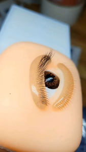 Con mắt tập nối có mi trên mi dưới