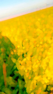 Benih Padi CAKRABUANA 04 SUPER UNGGUL Kemasan 1Kg