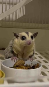 🦗🐛แมลงรวมฟรีซดราย หนอนไม้ไผ่ หนอนไหม สะดิ้ง จิ้งหรีด ด้วงสาคู น้ำหนัก 10g.