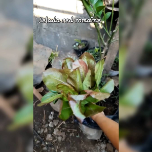 BENIH SELADA RED ROMAINE (KEMASAN ORIGINAL)