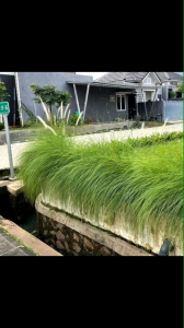 tanaman hias ekor kuda alang alang estetik ilalang (Equisetum arvense)