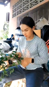 กิ่งพันธุ์ผักหวานบ้าน ซื้อ1ชุด แถม  1 ชุด