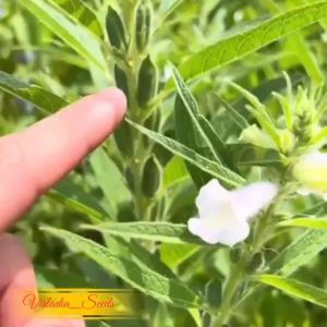 [Virladia Seeds] Biji Benih tanaman Wijen Putih | White Sesame