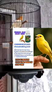 Vit Kenari. Kicau Gacor Penggacor Alami Burung Kenari.