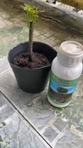 SIÊU RA RỄ HLC CHAI 500ML - EM ROOT KÍCH THÍCH RA RỄ - KÍCH RỄ CỰC MẠNH KÍCH CHỒI XANH LÁ