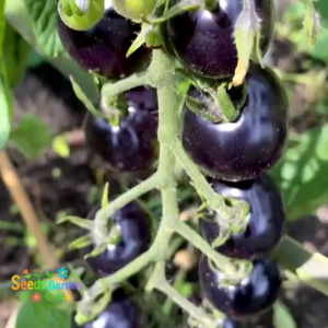 12 BUTIR BIJI/BENIH TANAMAN TOMAT CHERRY HITAM