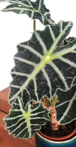 (GRATIS POT) Tanaman Hias Hidup Alocasia Amazonica Air Mata Bunda Ukuran Remaja Murah Kualitas Premium