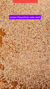 100-+Benih Biji Cabe rawit Hijau super Ekonomis