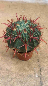 实生宽刺金刺/红刺日出仙人球 Seedling golden/red thick thorn Cactus Ferocactus Recurvus