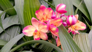 Spathoglottis กล้วยไม้ดิน