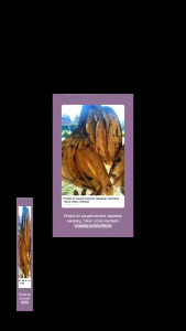 pisang tanduk madu asli cianjur selatan 1kg