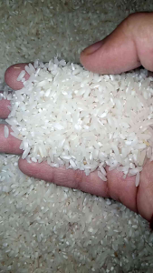 beras lokal super 1kg