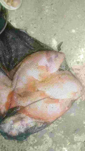 essen oplosan untuk segala cuaca 30 mili untuk ikan nila patin tombro bawal ikan rame dan babon..