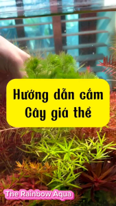 Giá thể trồng cây thủy sinh cây cắt cắm tiểu bảo tháp...(1 Viên)