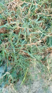 ต้นพันธุ์หญ้าแพรกพร้อมขยายพันธุ์ต่อ 1 ถุง 500 กรัม