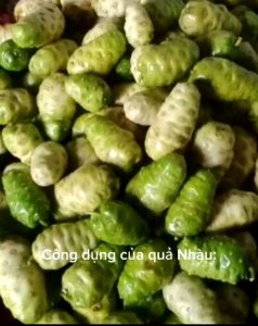 1 kg trái nhàu tươi dùng làm thuốc trị bệnhchỉ giao miền Nam