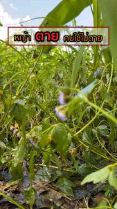 ผลิตภัณฑ์ปราบวัชพืชแบบอินทรีย์