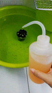 Artemia Bbs Feeding Bottle 150ml250ml500ml1000ml