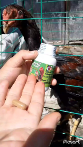 Sakto Organic Dewormer for gamefowl and chicken