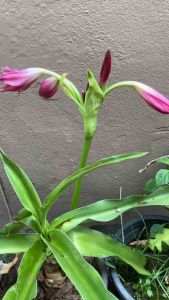 หัวดอกพลับพลึง Lorraine Clark หัวละ 30-50 บาท