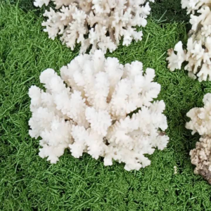 aquarium aquascape terumbu karang hiasan aquarium /1pcs Bahan Batu Alami Untuk Aquascape Aksesoris Aquarium Untuk Kreativitas Garansi Layanan Resmi Lokal Pilihan Pengiriman Ekonomis - Lazada