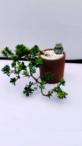 Q6Taiwan Green Diamond Podocarpus Bonsai Plant台湾绿钻罗汉松掌中宝盆栽