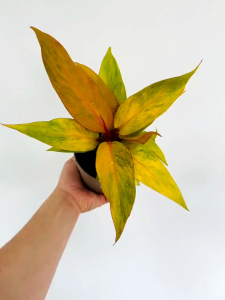 ฟิโลเดนดรอน ออเรนจ์ มาร์มาเลด - ต้นไม้ที่มีใบด่างสูง - ต้นไม้หายาก - ฟิโลเดนดรอน เจ้าชายแห่งออเรนจ์ - ต้นไม้สดในกระถางขนาด4-5นิ้ว