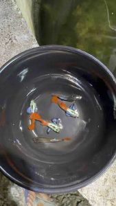 Dumbo Platinum Redtail Guppy