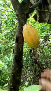 Kakao / original cokelat 1 buah
