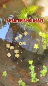 Phôi Artemia Sấy Đã Loại Bỏ Vỏ ECOCYST – Dùng Trực Tiếp Không Cần Ấp Nở Artemia Cá Con Cá Bột Cá Betta Guppy Thức Ăn Cá Cảnh Thức Ăn Dinh Dưỡng 50g 20g
